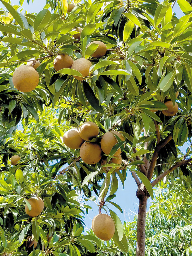 Fruit trees that grow well in hawaii
